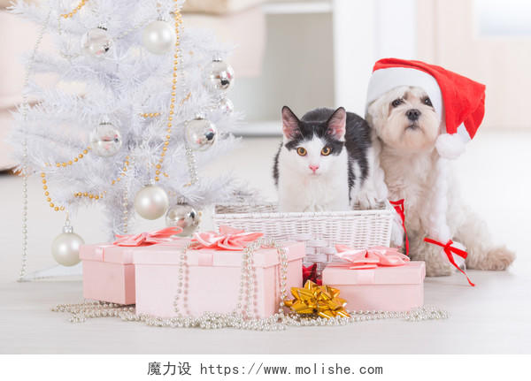 猫和可爱的马耳他小狗带着礼物坐在圣诞树旁戴着圣诞老人的帽子